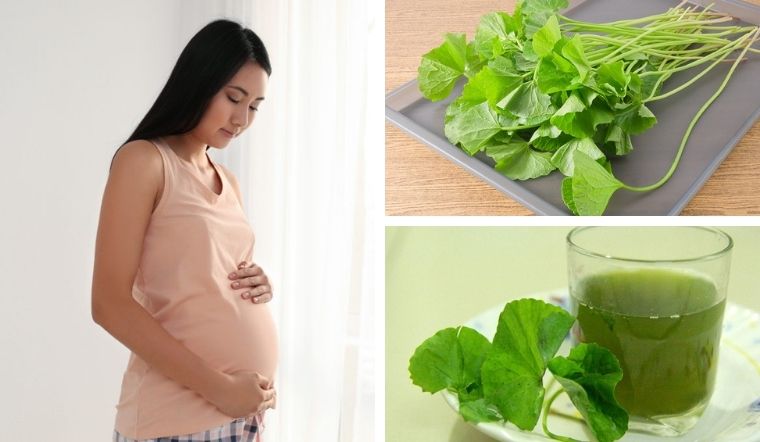 Những ai nên tránh ăn rau má trong thai kỳ?